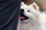 Meilleur de Sexe Opposé Paris Dog Show 2018
